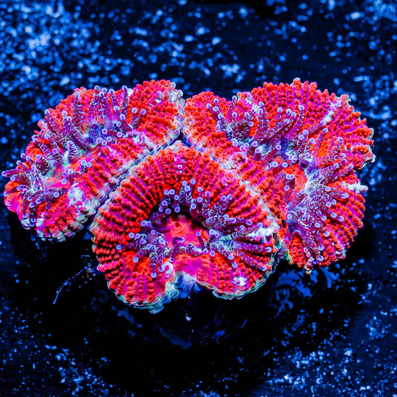 Acan/ Micromussa