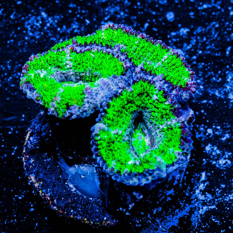 Acan/ Micromussa