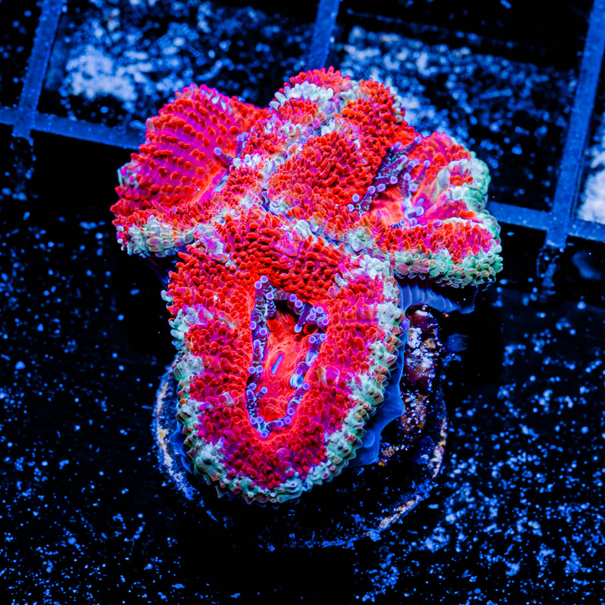 Acan/ Micromussa 