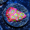Sector 009 Favia - riptide aquaculture llc