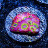 Sector 009 Favia - riptide aquaculture llc