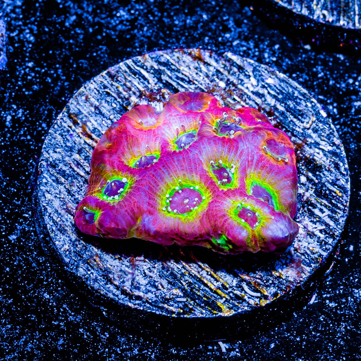 Sector 009 Favia - riptide aquaculture llc