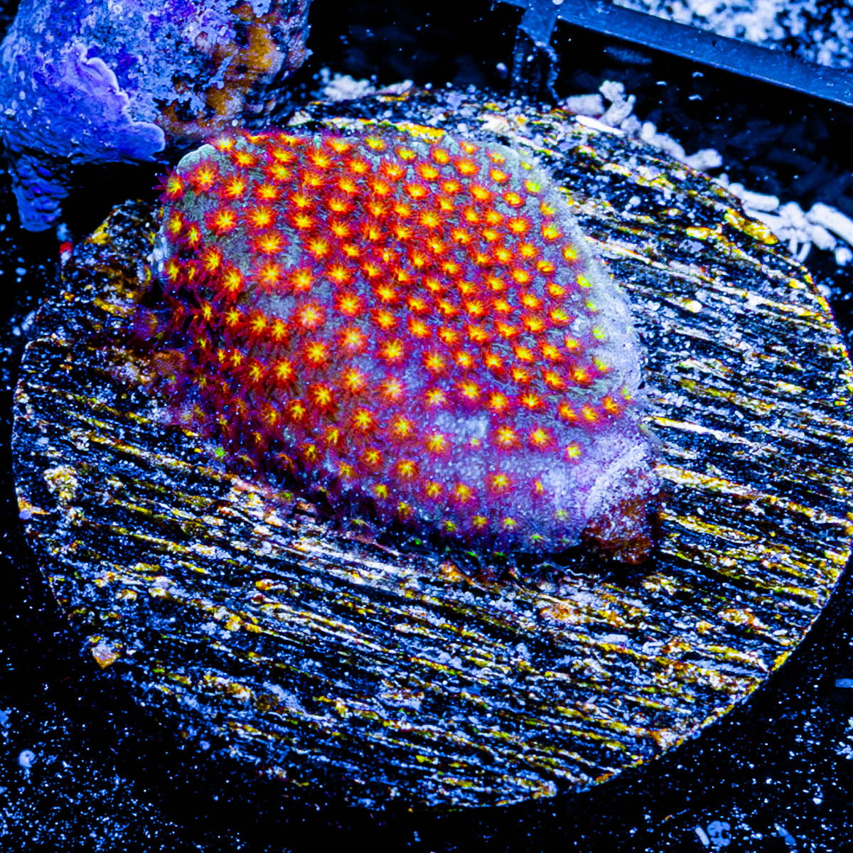 Close Encounter Stylostinellia 