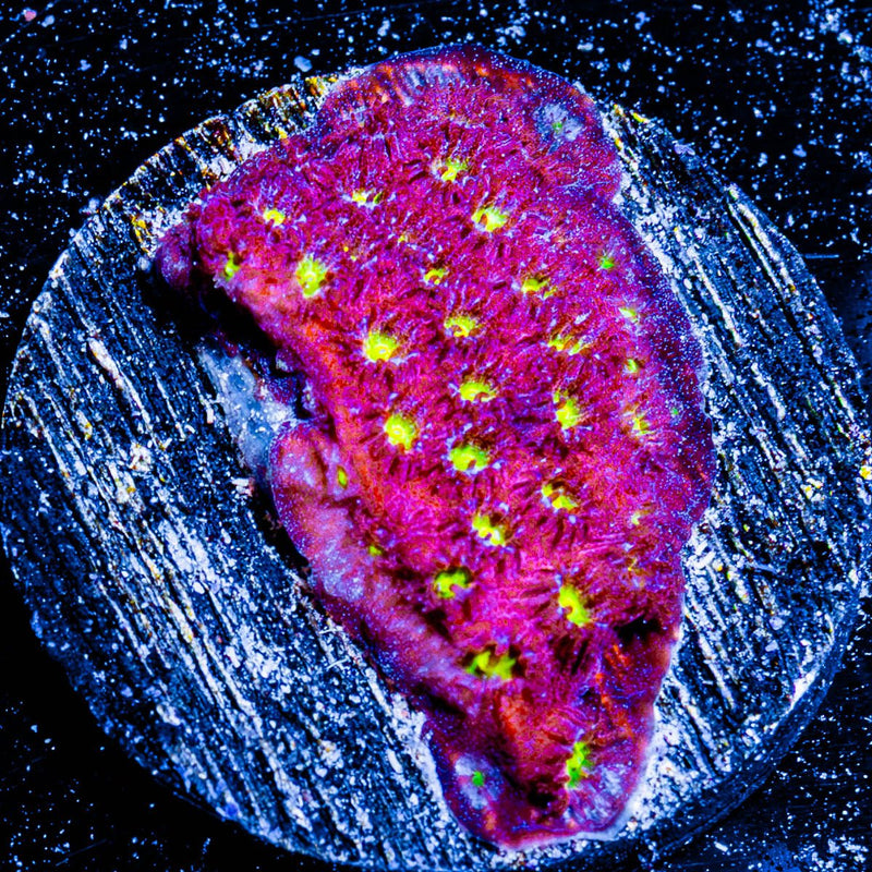 Bling Bling Cyphastrea