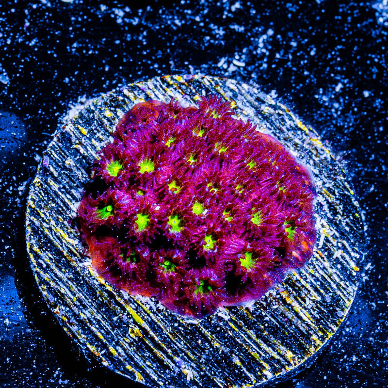 Bling Bling Cyphastrea