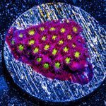 Bling Bling Cyphastrea 