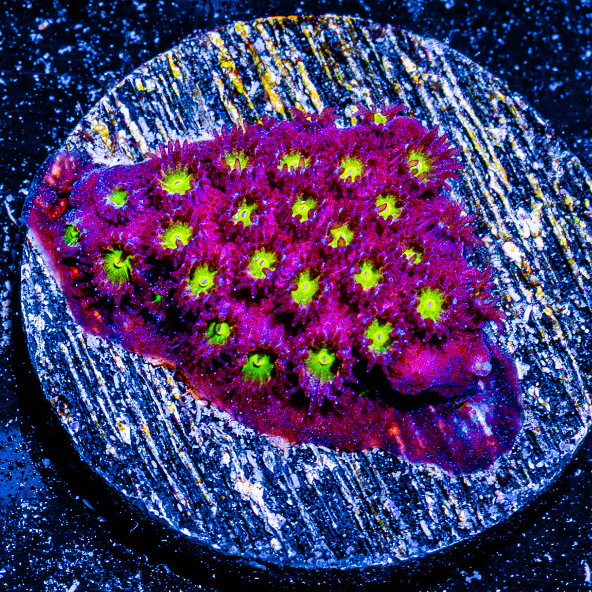 Bling Bling Cyphastrea 