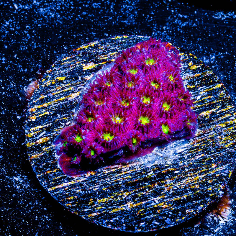 Bling Bling Cyphastrea