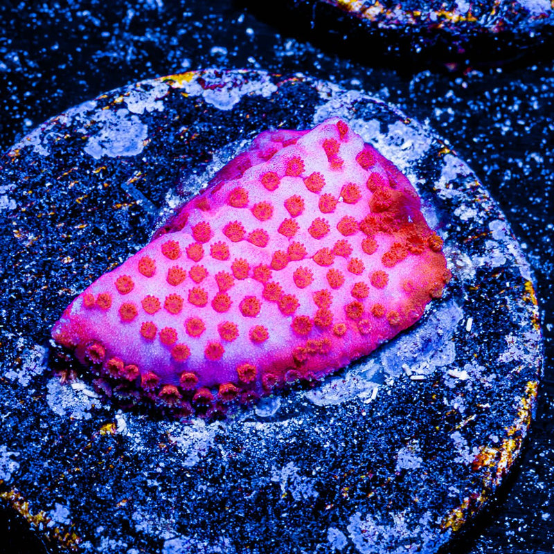 Mermaid Montipora