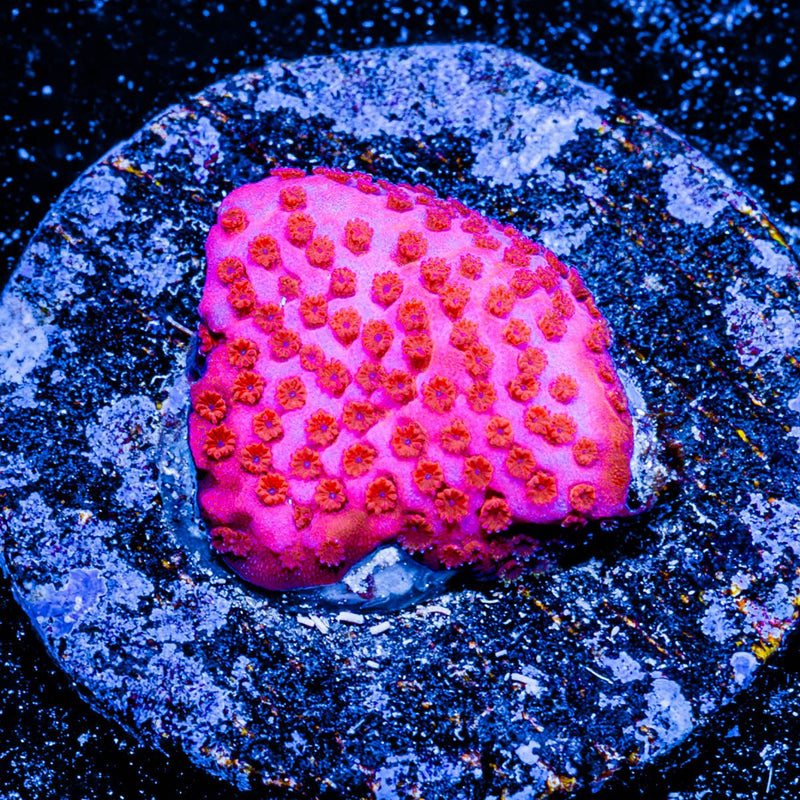 Mermaid Montipora