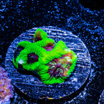 Poison Dart Frog Favia 