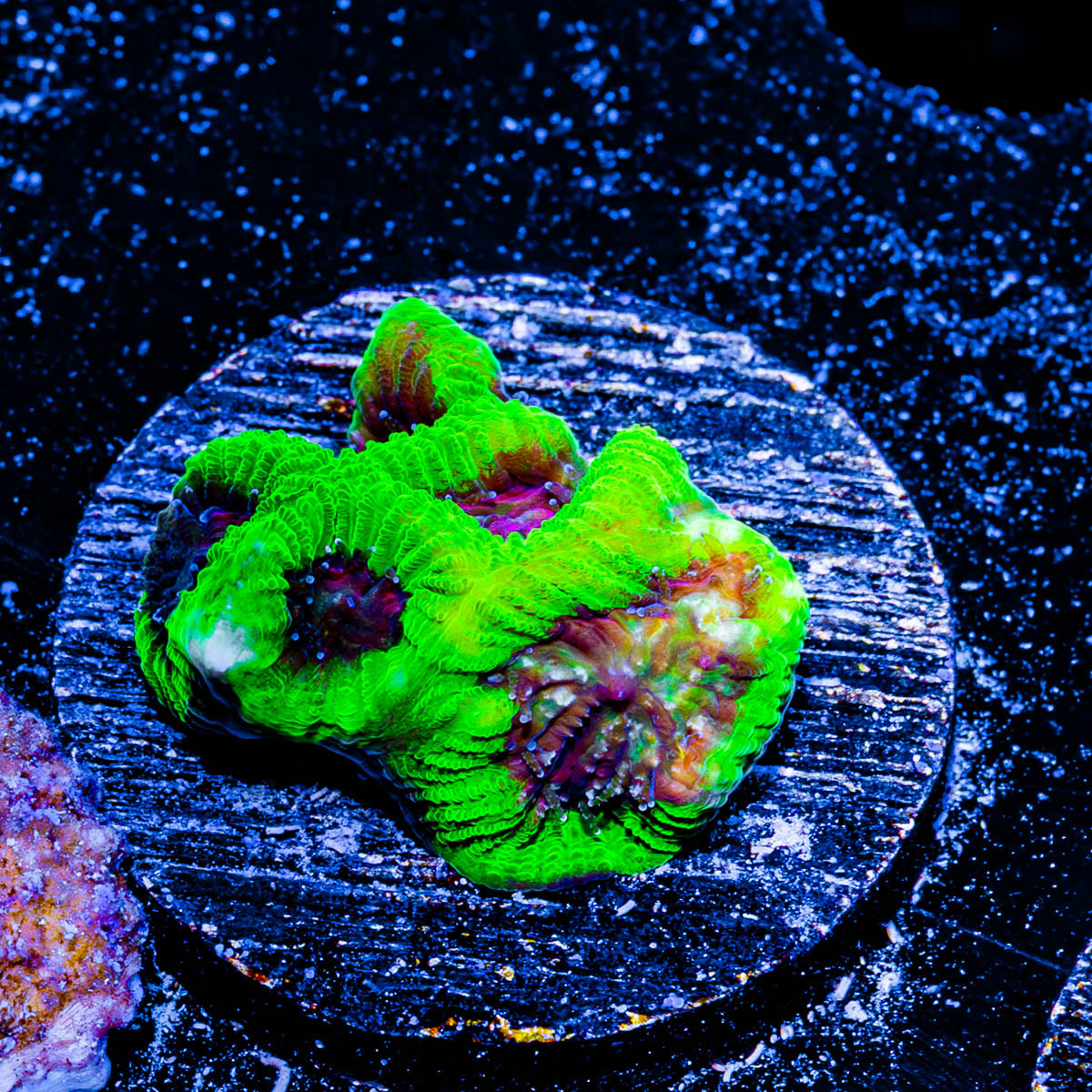Poison Dart Frog Favia 
