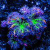 ARC Firework Clove Polyp 