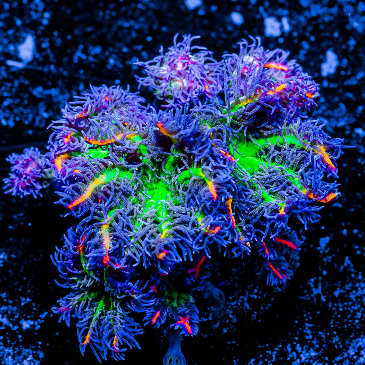 ARC Firework Clove Polyp 