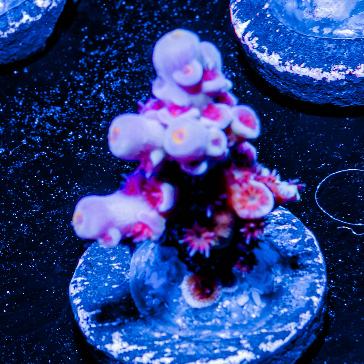 Cherry Bomb Acropora 