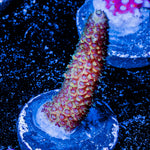 Sky Walker Millepora 