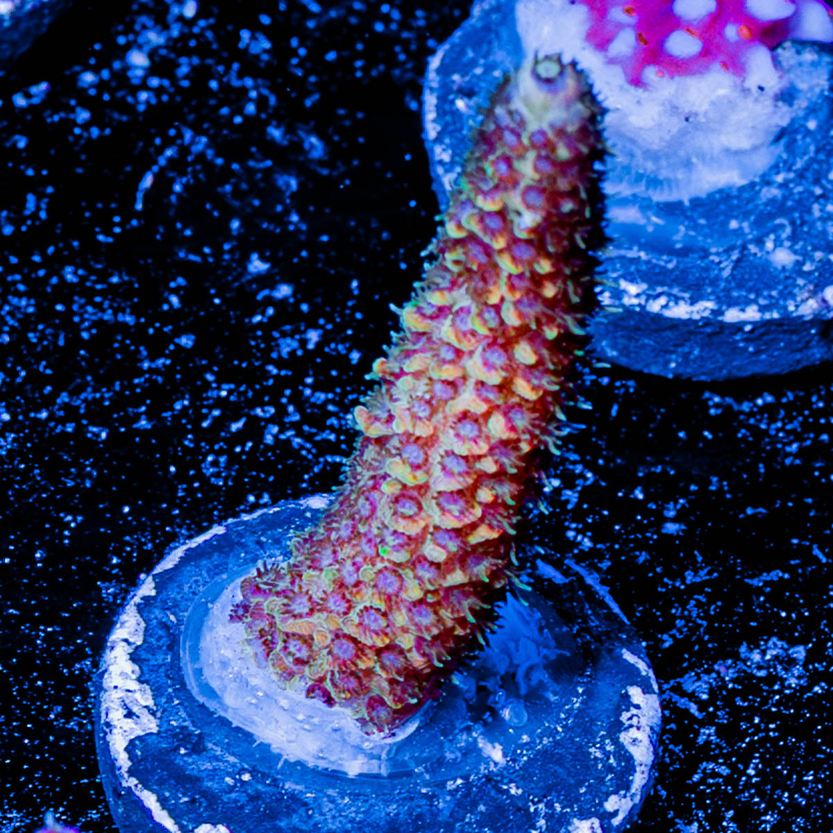 Sky Walker Millepora 