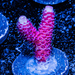 Rouge Millepora 