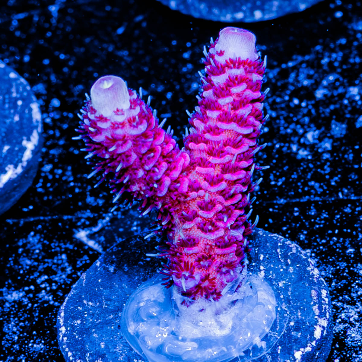 Rouge Millepora 