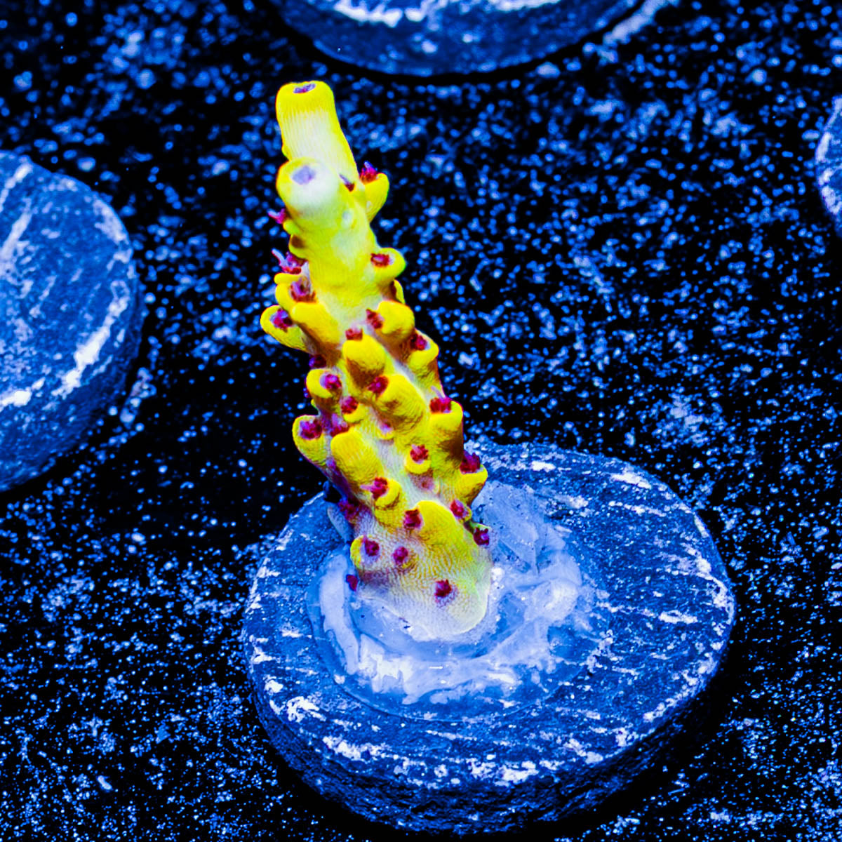 Pink Floyd Acropora 