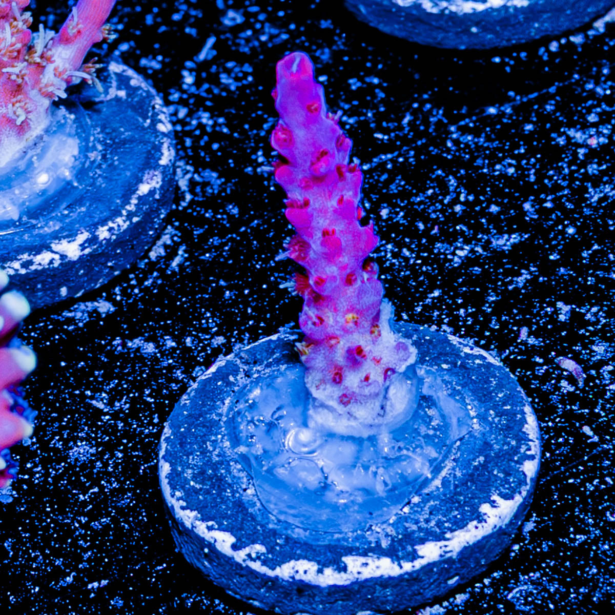 Night Furry Acropora 
