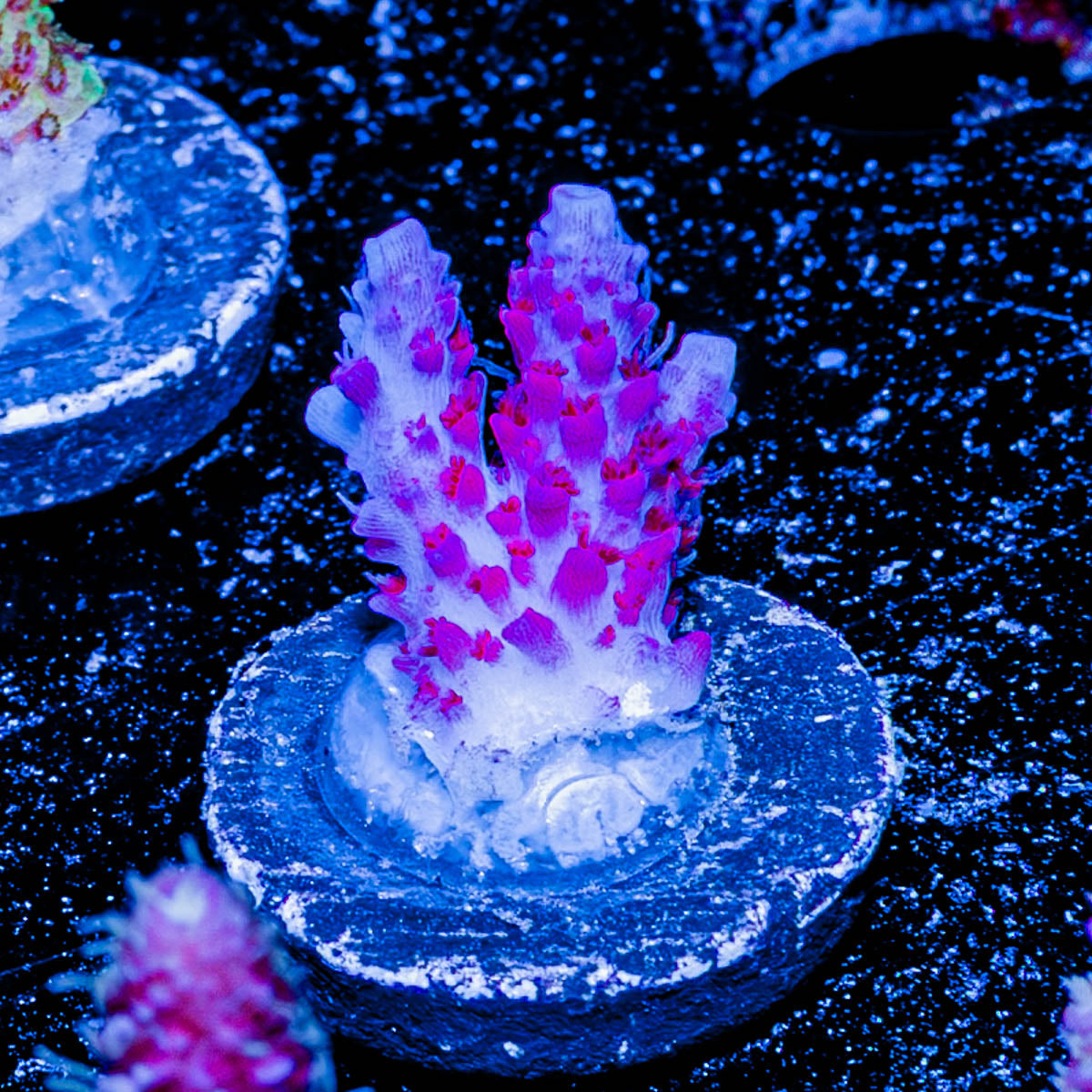 Night Furry Acropora 