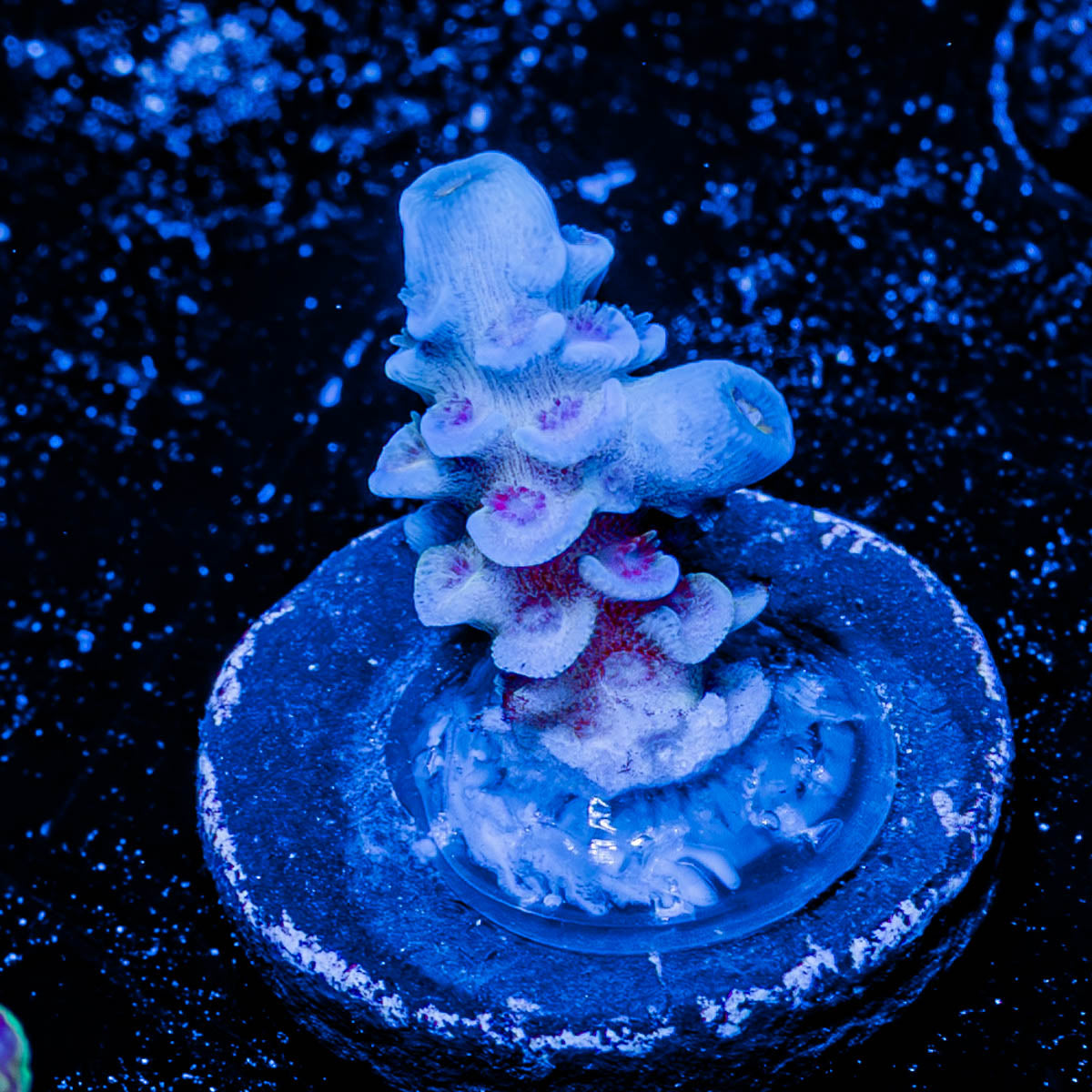 Rainbow Fusion Acropora 