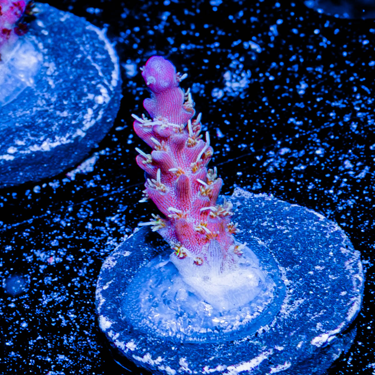 Purple Haze Acropora 