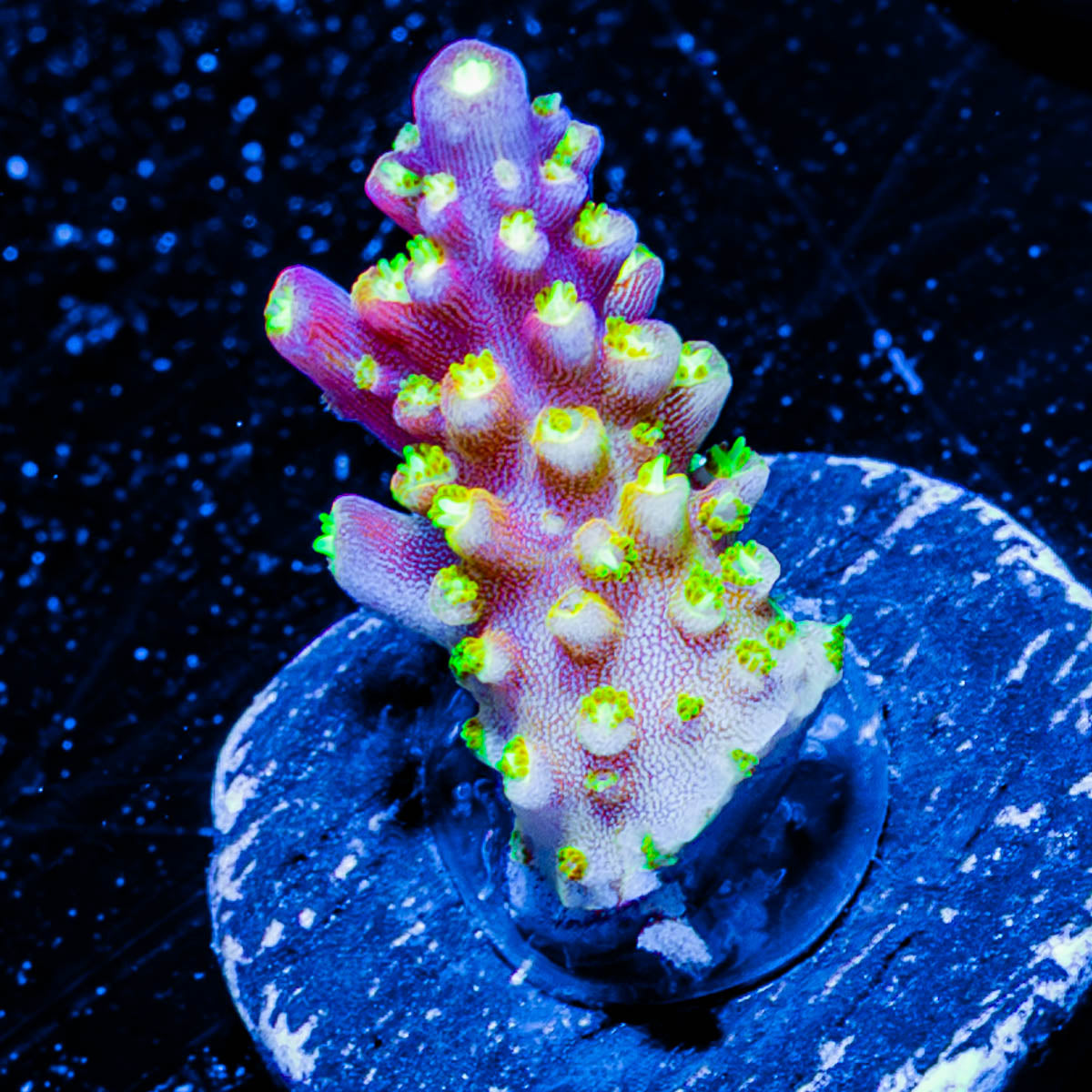 Paletta Pink Tip Acropora 