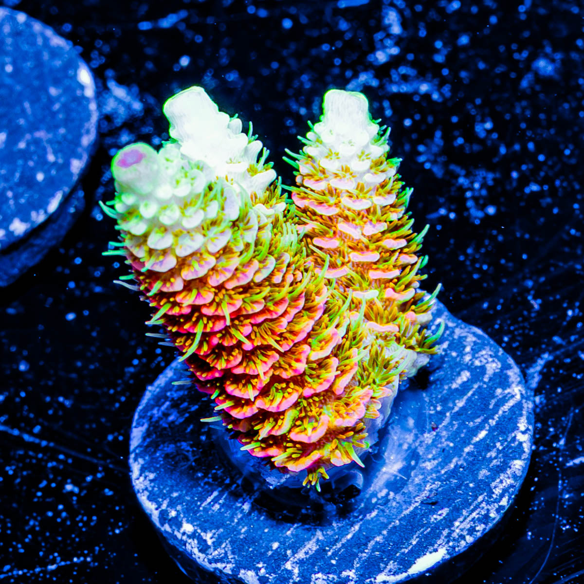 RFM Acid Trip Millepora 