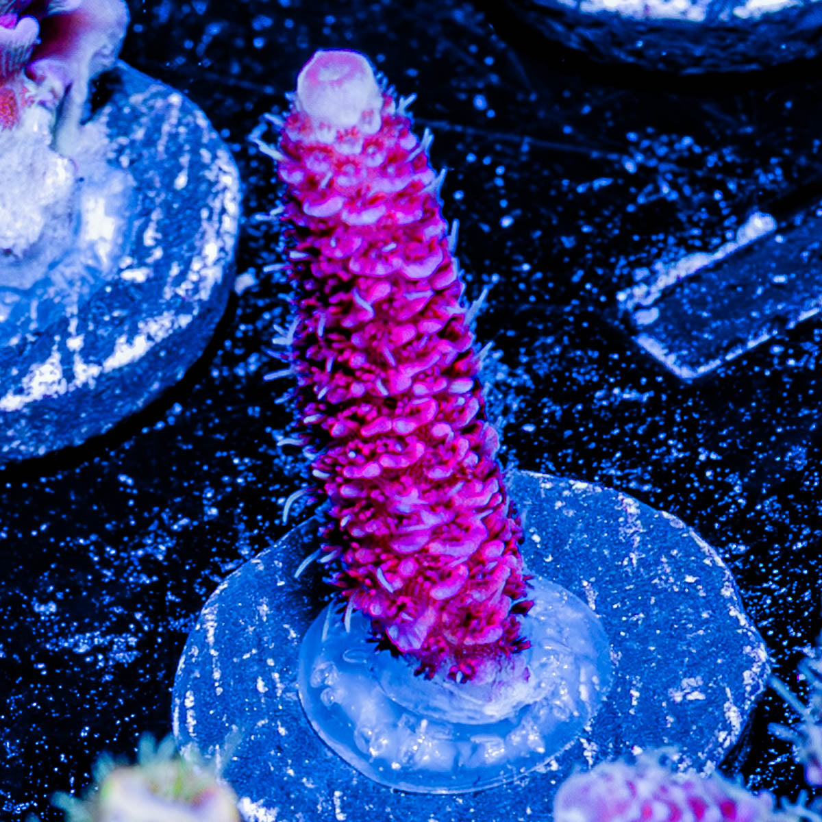 Judge Judy Millepora 
