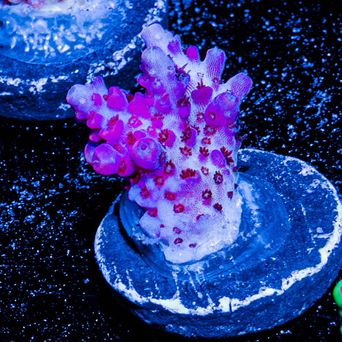 Optimus Prime Acropora 