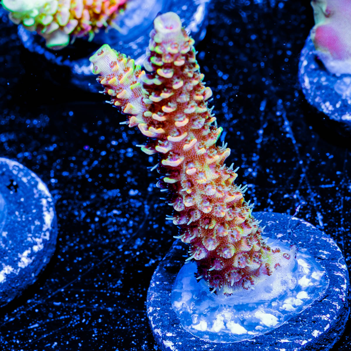 Sky Walker Millepora 