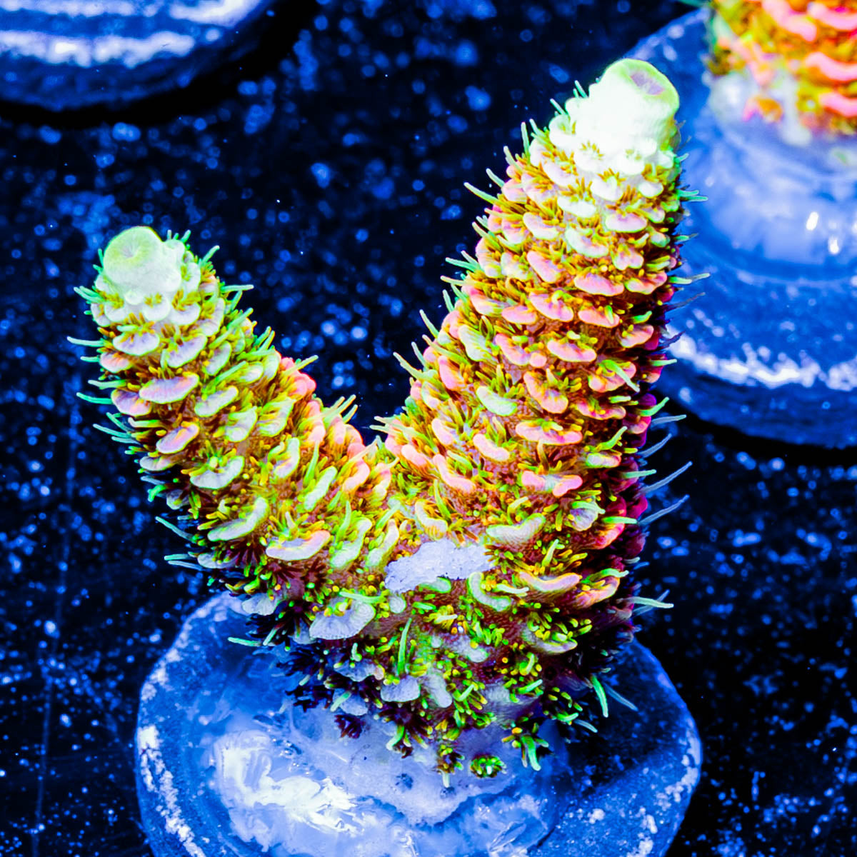 RMF Acid Trip Millepora 