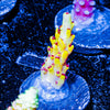 Pink Floyd Acropora 