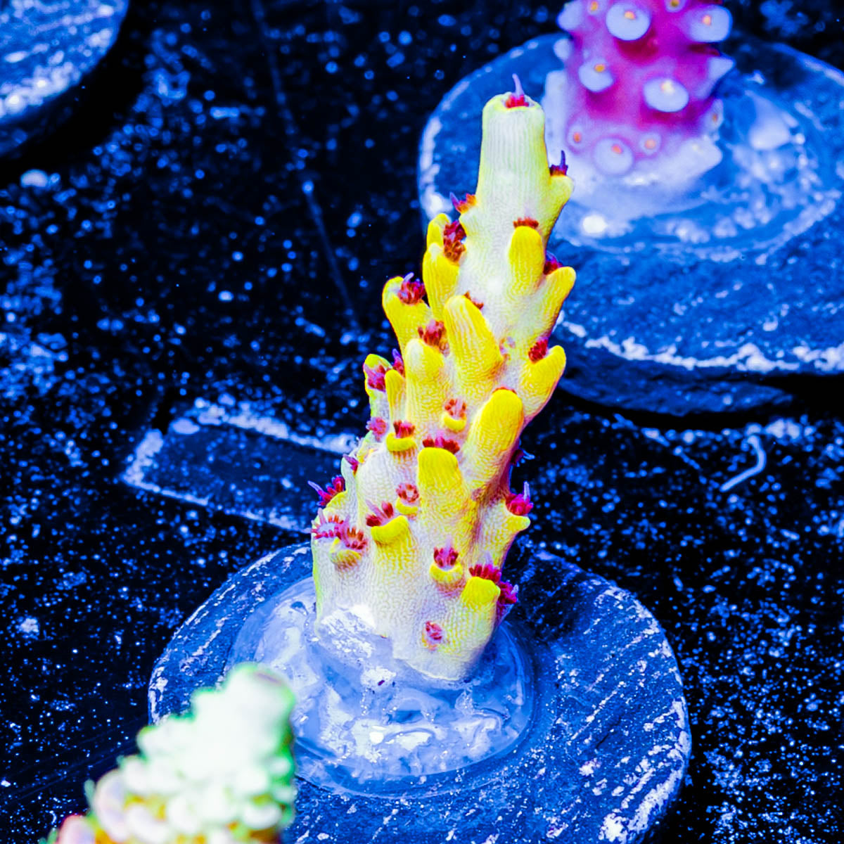 Pink Floyd Acropora 