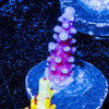 ARC FireWork Acropora 