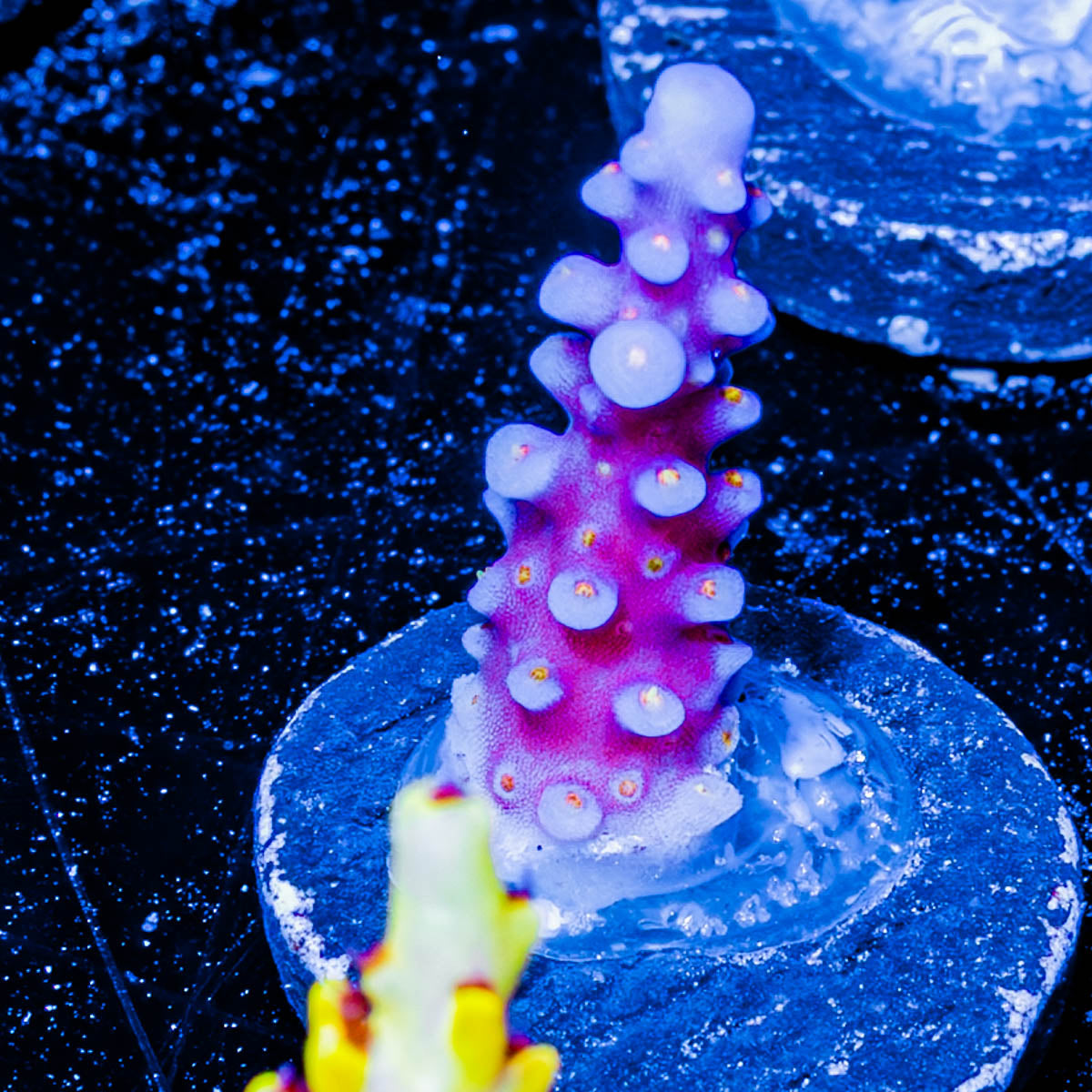 ARC FireWork Acropora 