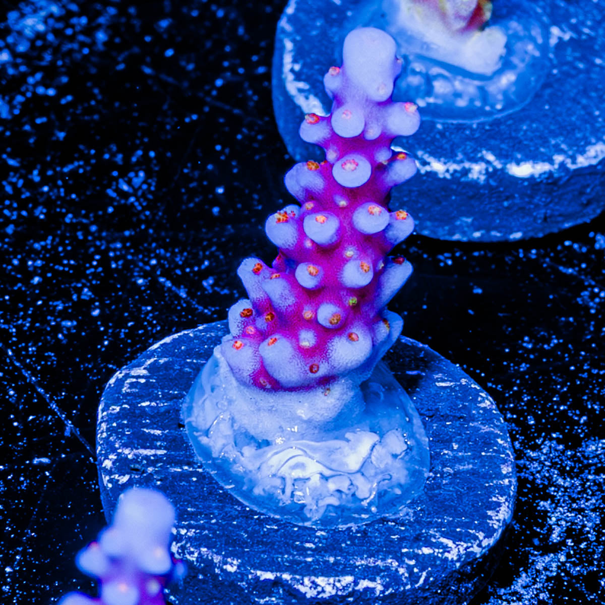 ARC FireWork Acropora 