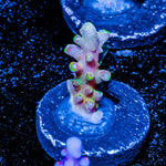 Bali Shortcake Acropora 