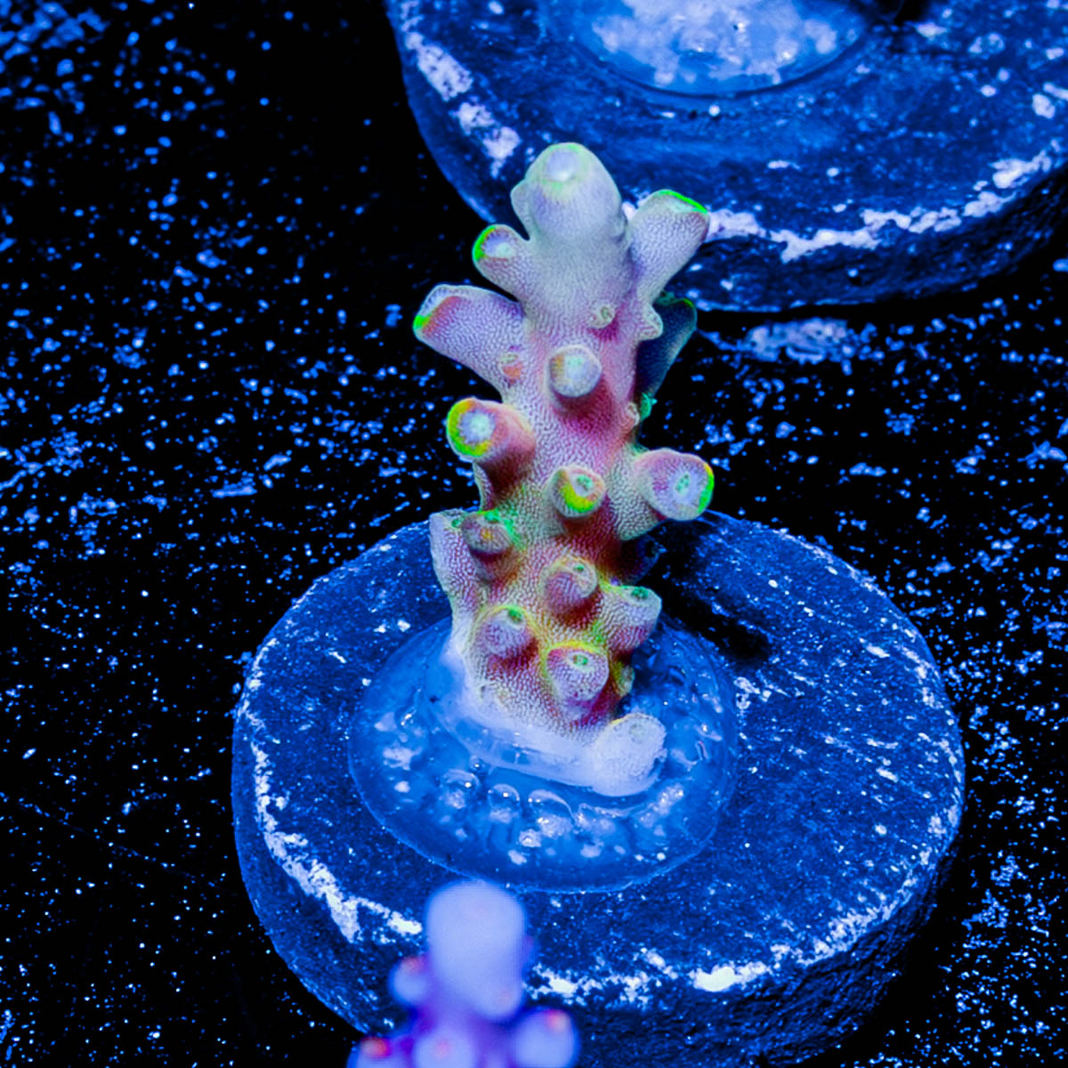Bali Shortcake Acropora 
