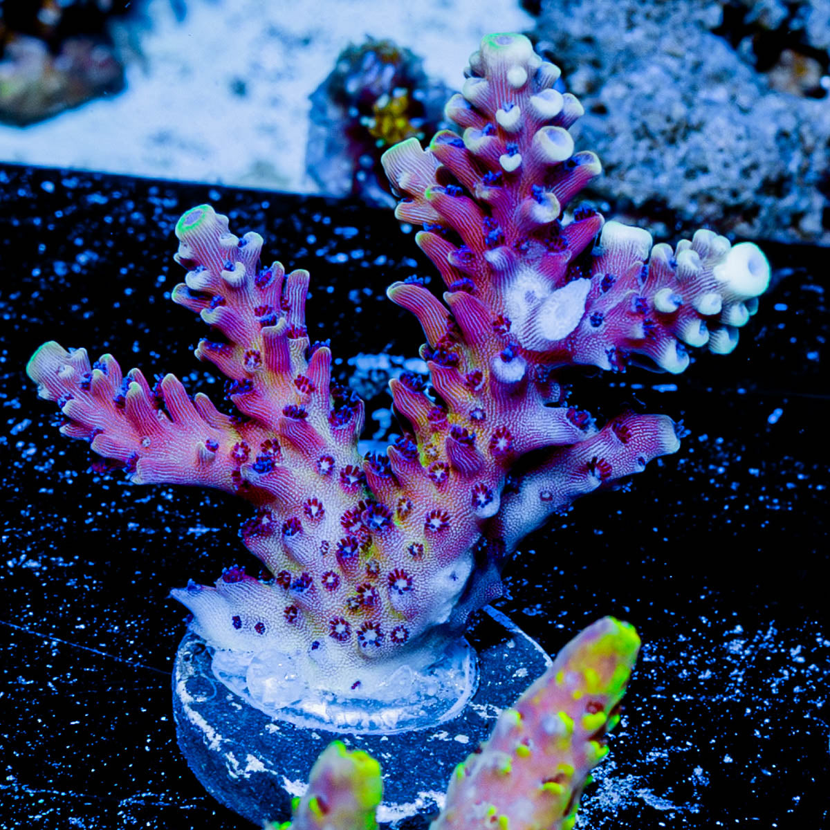 Pink Cadillac Acropora 