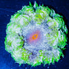 Ultra Rock Flower 