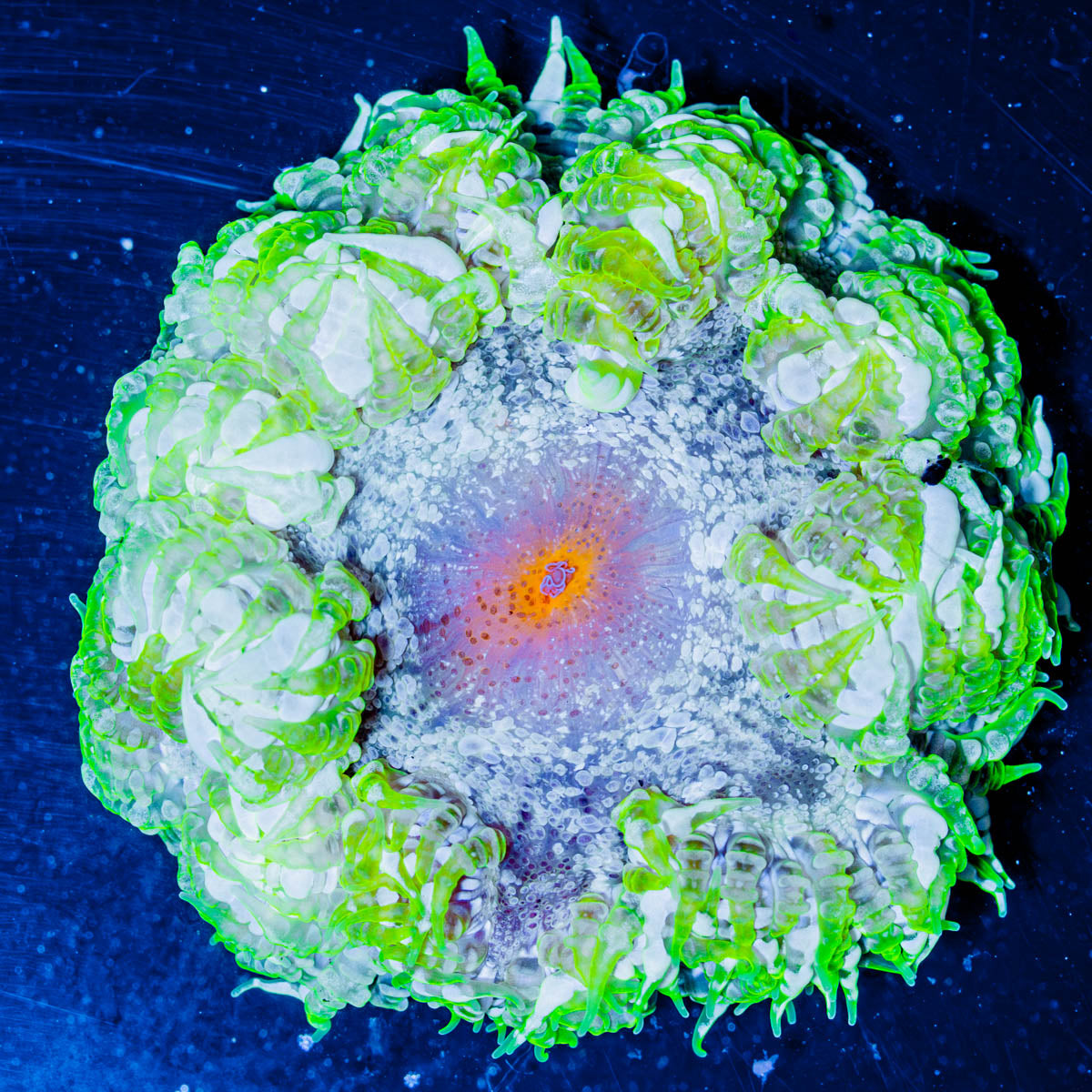 Ultra Rock Flower 