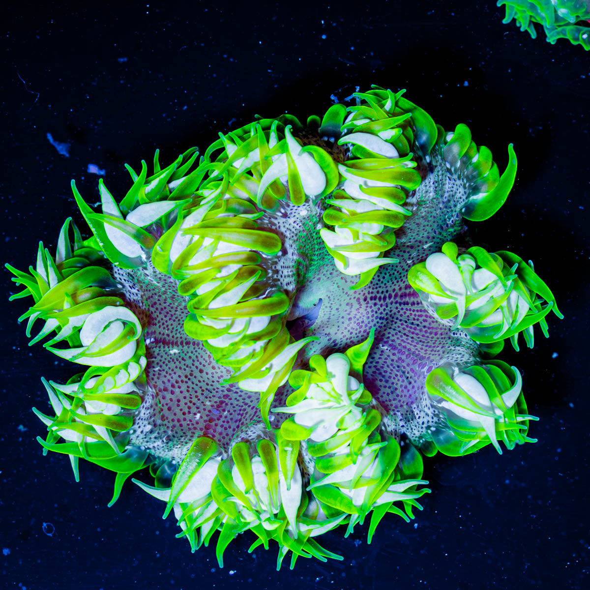 Ultra Rock Flower 