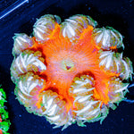 Ultra Rock Flower 