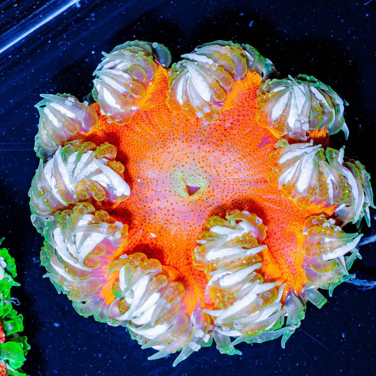 Ultra Rock Flower 