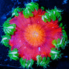 Ultra Rock Flower 