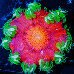 Ultra Rock Flower 
