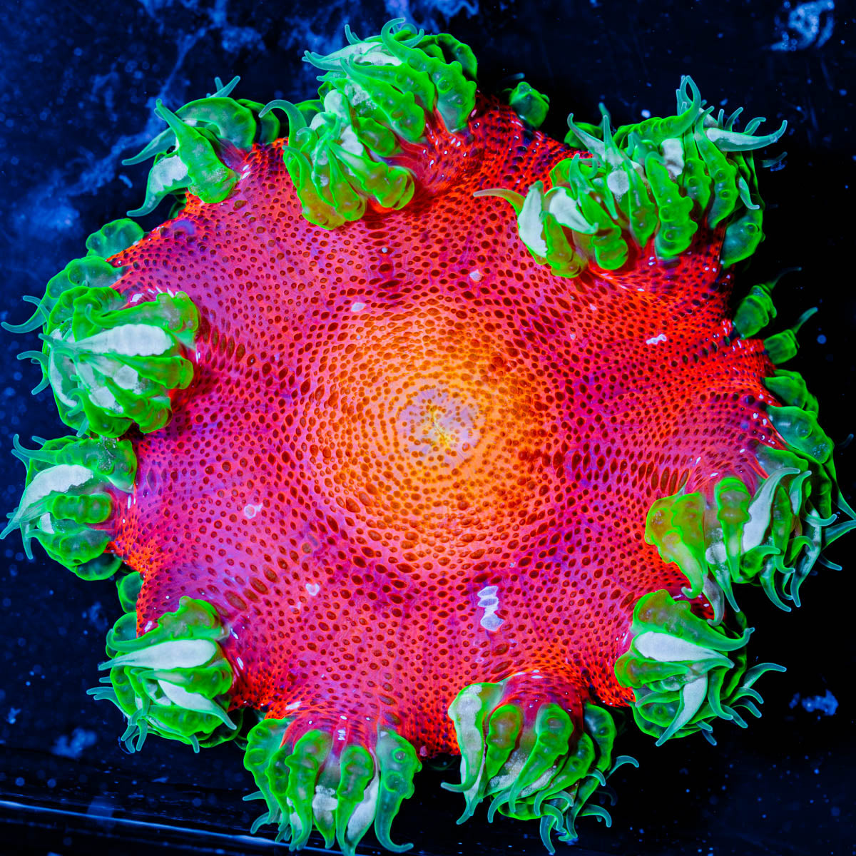 Ultra Rock Flower 